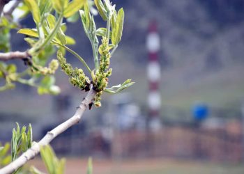 کشت پسته در مجتمع ذوب آهن بیستون