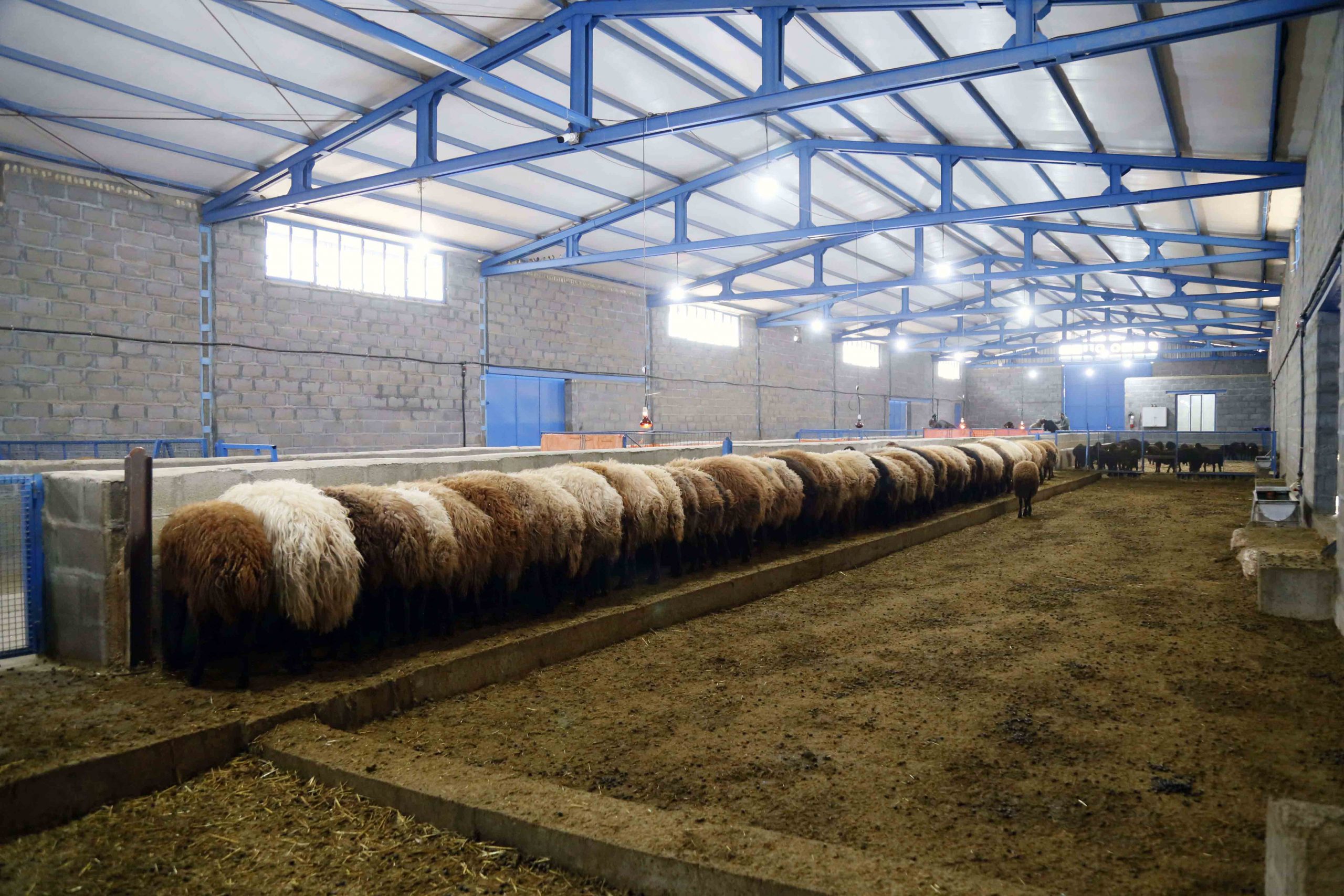 مرکز اصلاح نژاد و پرورش گوسفندان چند قلوزای بومی