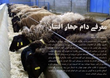 معرفی دام جهان افشار