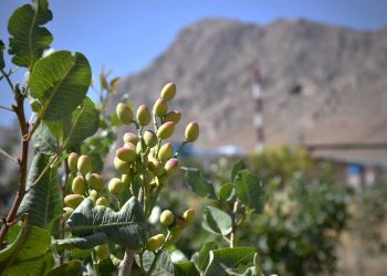 کشت پسته | ذوب آهن بیستون