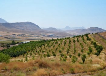 فضای سبز مجموعه کارخانجات شَکری